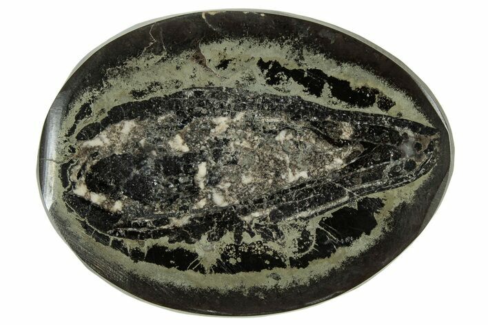 Polished Fish Coprolite (Fossil Poo) Nodule Half - Scotland #314878